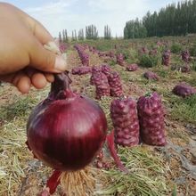 现挖现发2020新鲜紫皮洋葱农家自种圆葱蔬菜精品5斤小果特价包邮