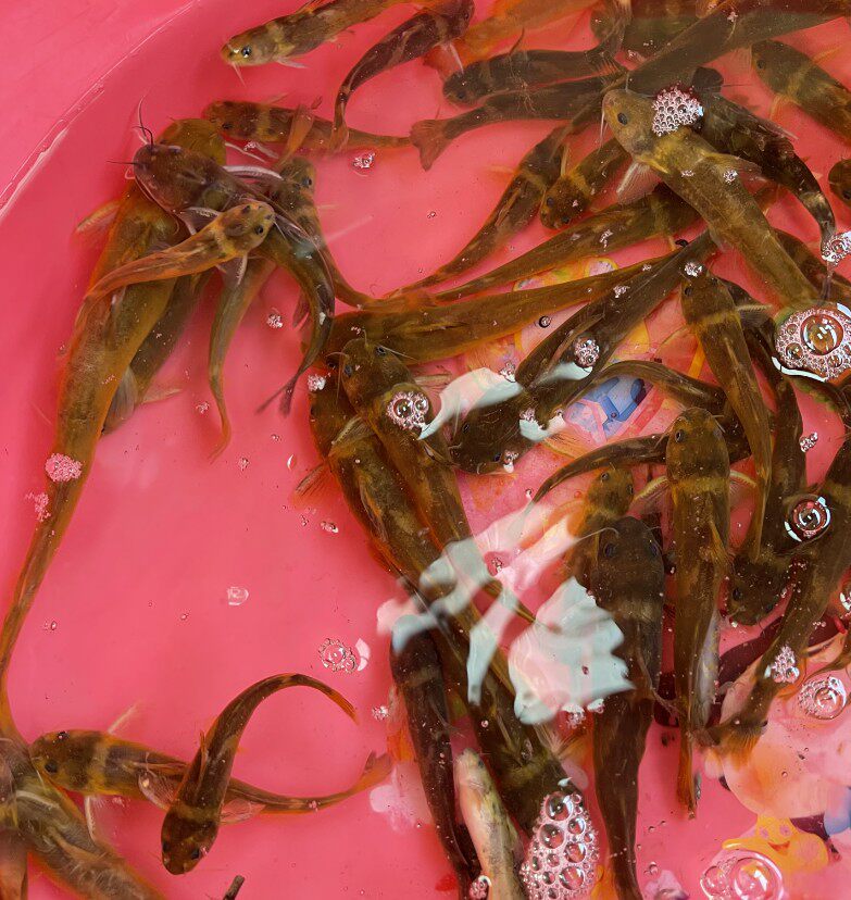 高山新鲜黄骨鱼黄骨头鱼黄角丁黄沙古黄辣丁现杀发货包邮