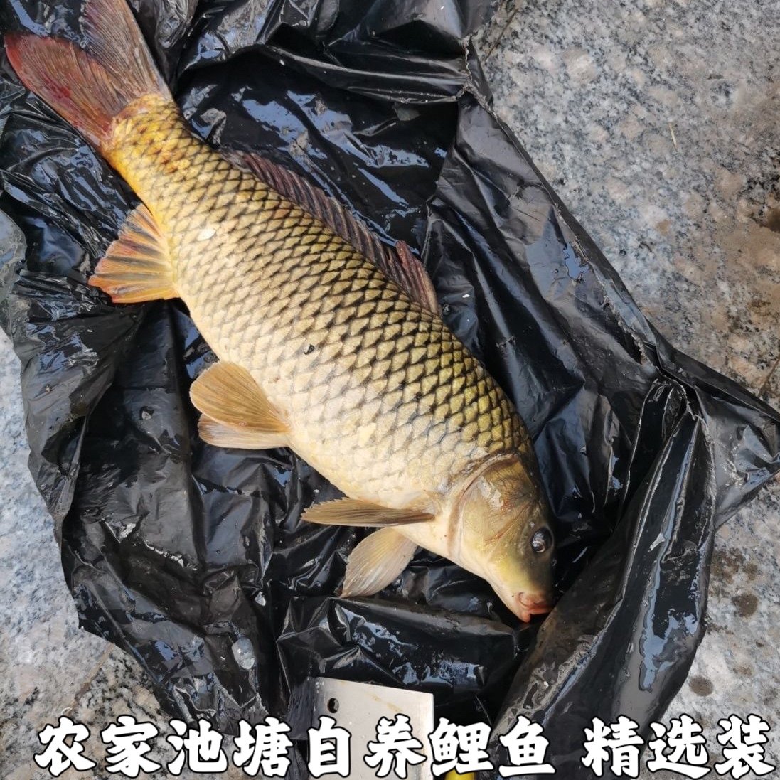 农家新鲜鲤鱼现杀4斤包邮