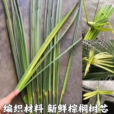 新鲜棕树叶编玫瑰花材料现摘新鲜棕芯叶棕榈树叶十根包邮棕编材料