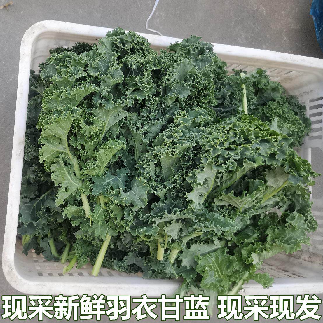 新鲜羽衣甘蓝叶蔬菜生吃沙拉食用生菜榨汁食材现摘现发