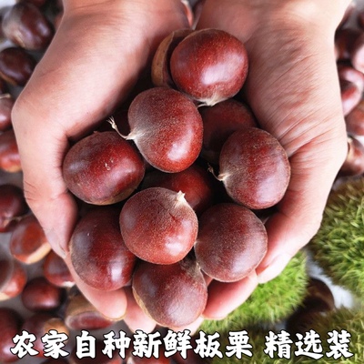 2025年新鲜板栗 生板栗 板栗仁现摘当季鲜栗子毛栗子农家自种包邮