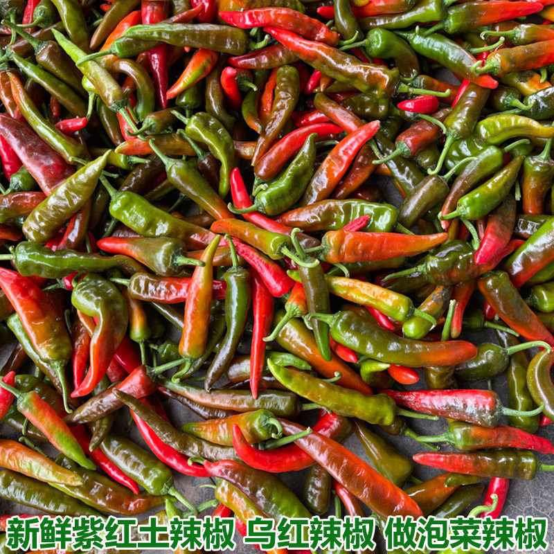 湖北农家自种露天土辣椒紫红辣椒鲜红辣椒乌红土辣椒做酱剁椒包邮