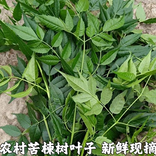 苦楝树叶新鲜苦练树皮苦楝树皮外用熬水苦练树现摘现发精选包邮