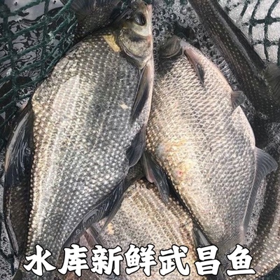 鳊鱼新鲜武昌鱼淡水鱼鲜活鳊鱼扁鱼新鲜湖北宜昌水库鱼直发包邮