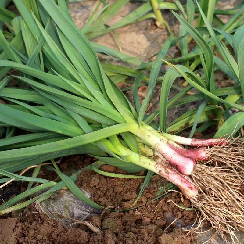 现挖新鲜红根蒜苗紫皮大蒜苗红皮蒜苗嫩蒜苗叶子香蒜苔蒜苗蔬菜