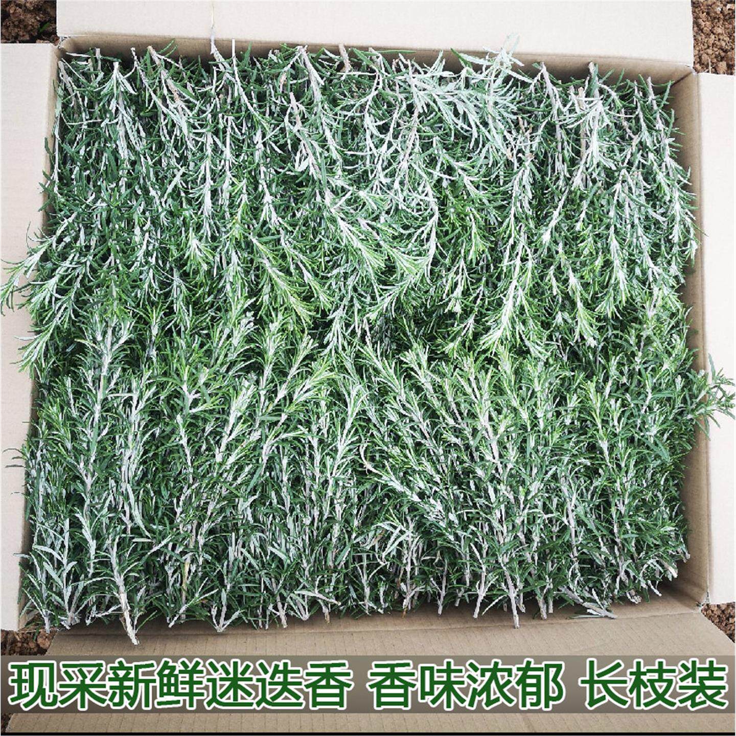 新鲜迷迭香枝西餐食材煎牛排调味料蛋糕装饰食用香料烤肉用摆盘