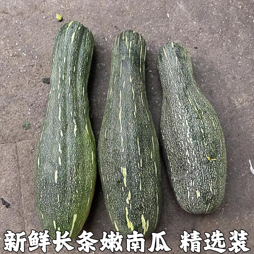 新鲜嫩南瓜长南瓜小窝瓜青南瓜迷南瓜