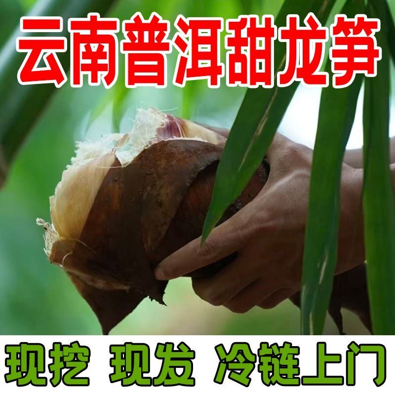【顺丰包邮】甜龙笋云南特产新鲜生竹笋当季现挖甜笋可以生吃不苦图片