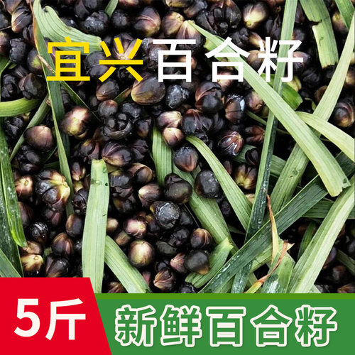 宜兴新鲜百合籽上市 5斤装
