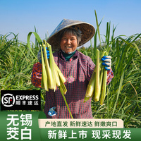 无锡新鲜带壳茭白5斤2斤农家时令鲜嫩现摘蔬菜2500g菰茭儿菜茭瓜
