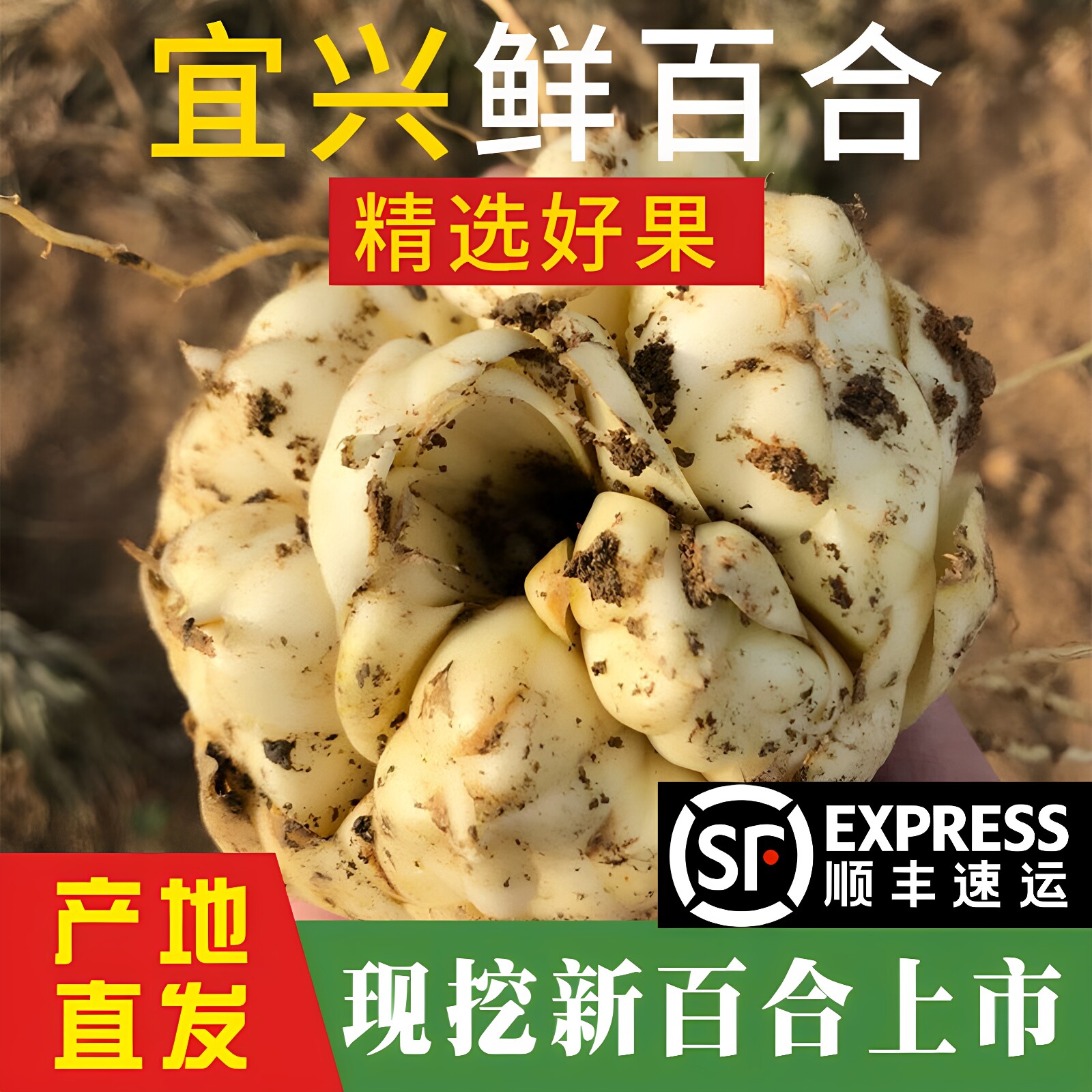 顺丰2026现挖现发宜兴食用百合