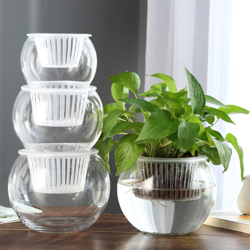 促销水培植物玻璃瓶绿萝