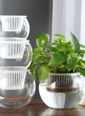 促销水培植物玻璃瓶绿萝