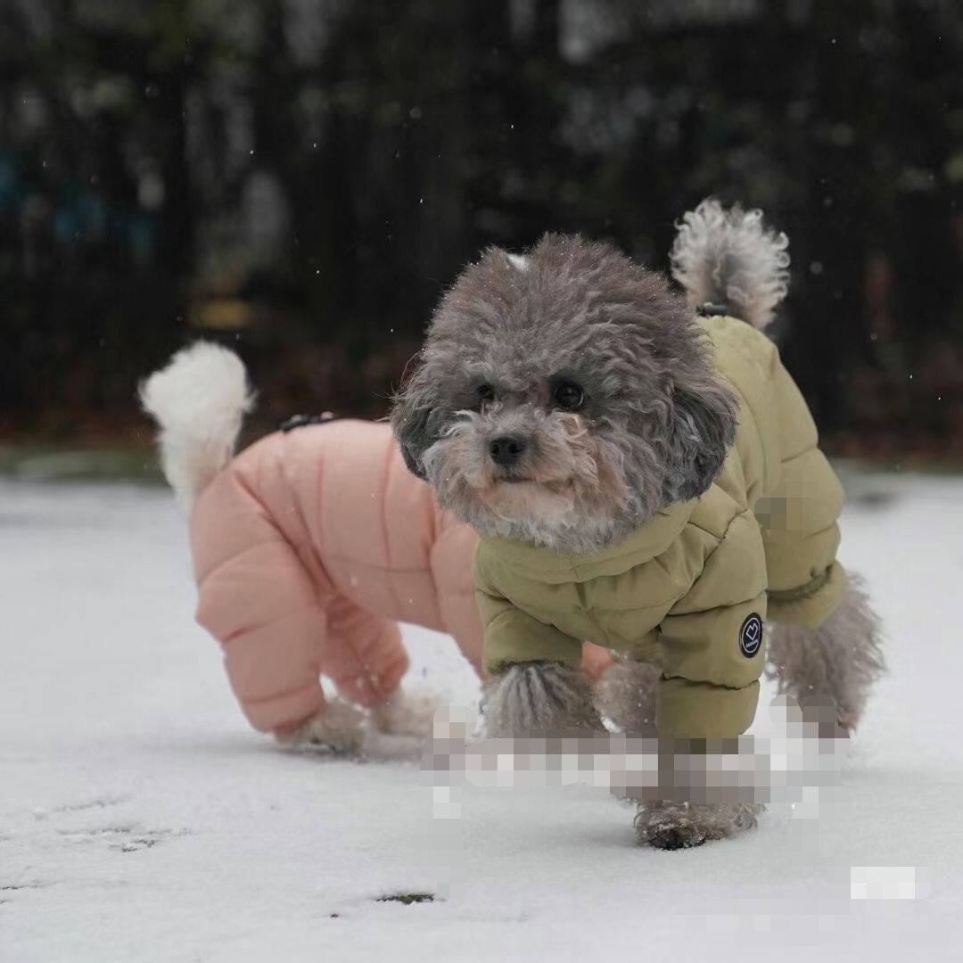 韩版泰迪贵宾小型犬宠物