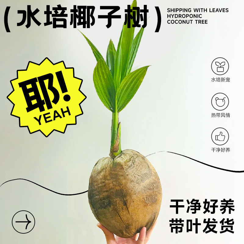 水培椰子果树苗盆栽客厅阳台办公室内好水养水果可食用桌面绿植物