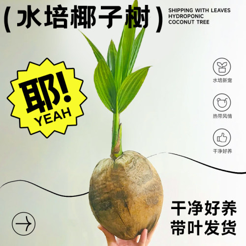 水培椰子树办公桌解压植物