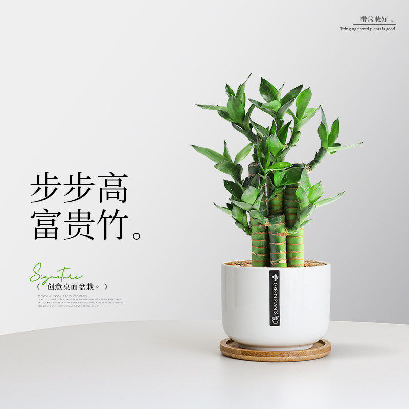 文昌竹步步高小盆栽室内办公桌面富贵竹绿植北欧好养植物易养护