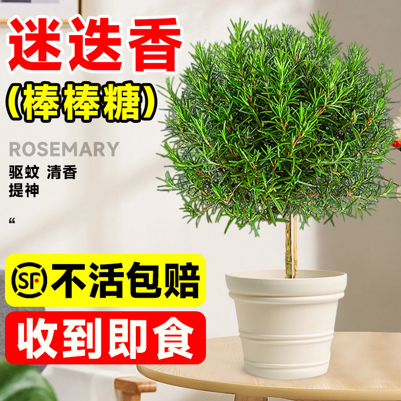 迷迭香盆栽可食用棒棒糖造型驱蚊植物牛排用香草薄荷室内老桩绿植