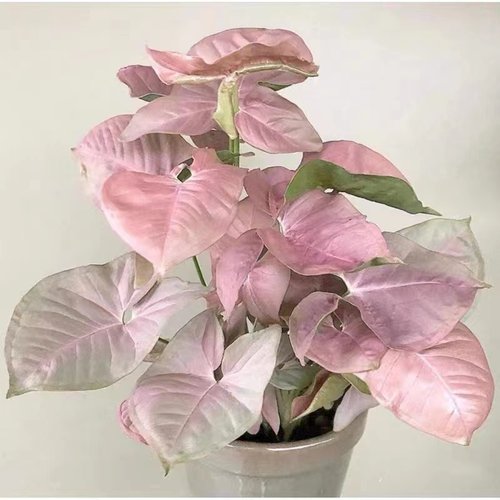 合果芋室内无高级观叶植物