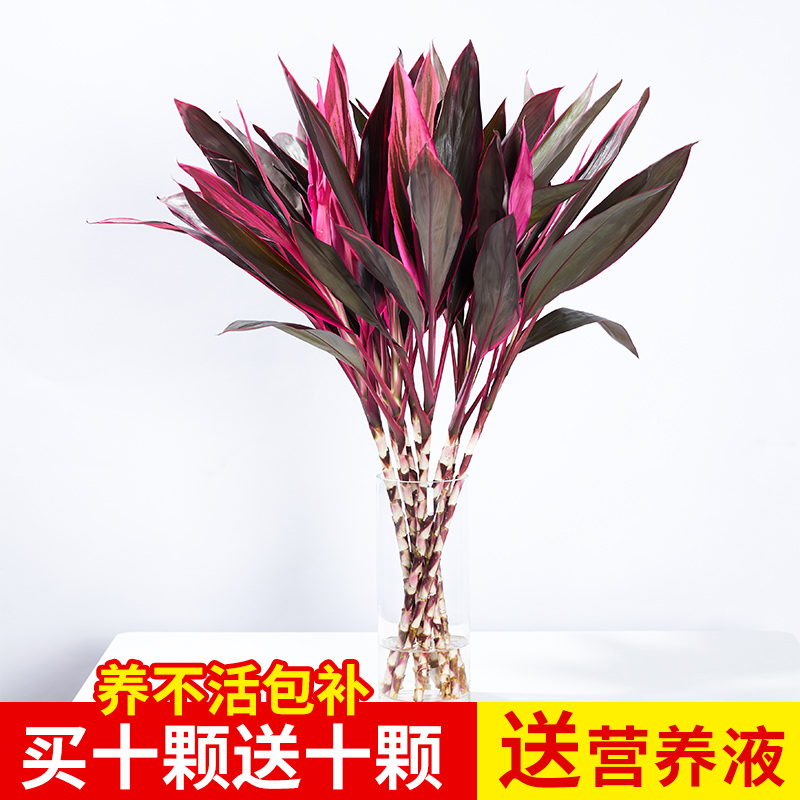 紫竹桌面室内不开花四季常青