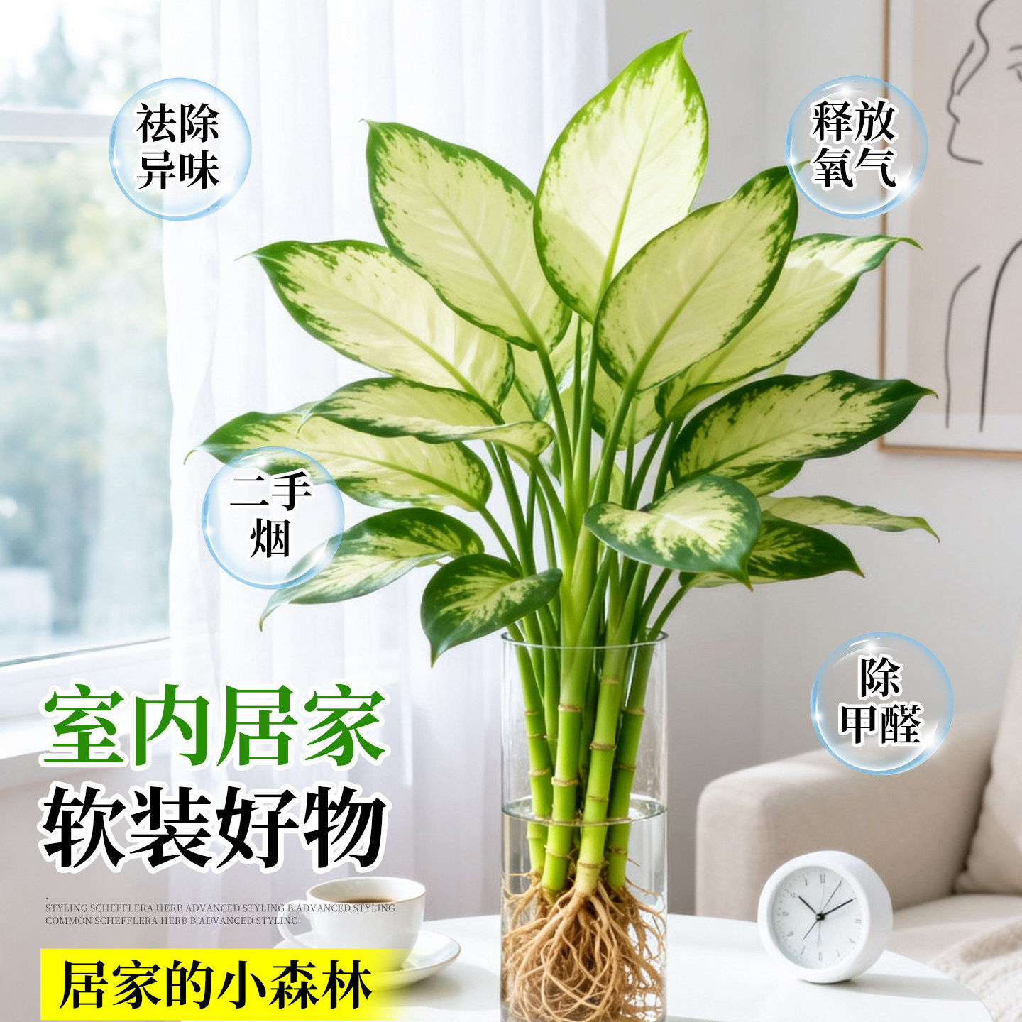 玛丽安粉黛万年青盆栽桌面好养水培花卉办公室绿植发财黄金银皇后图片