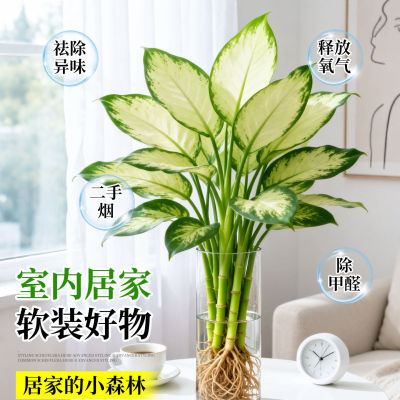 玛丽安粉黛万年青盆栽桌面好养水培花卉办公室绿植发财黄金银皇后