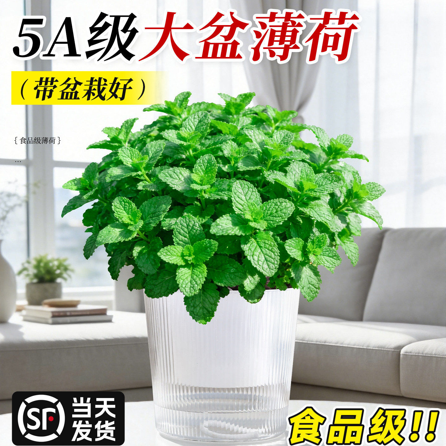 食品级薄荷盆栽大苗室内绿植大盆迷迭香紫苏好养猫薄荷叶驱蚊植物
