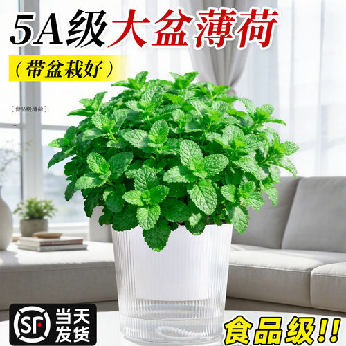 食品级薄荷盆栽大苗室内绿植大盆迷迭香紫苏好养猫薄荷叶驱蚊植物