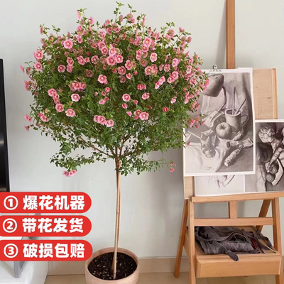 花叶春小木槿木本阳台春秋带花