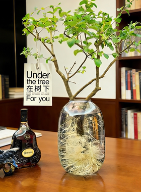 小叶女贞水培植物老桩造型树室内绿植好养活四季常青观叶观茎植物