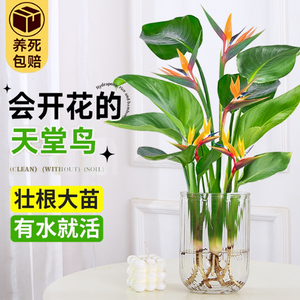 水培桌面天堂鸟盆栽四季常青植物室内大叶水养耐阴客厅绿植吸甲醛