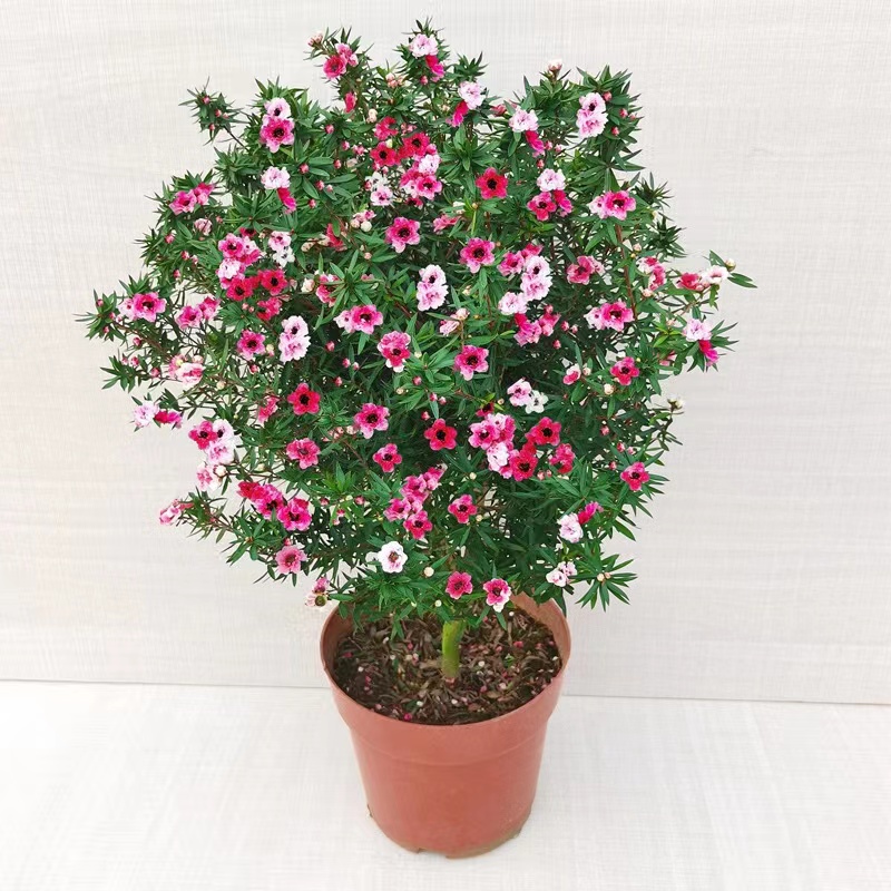 花叶春松红梅木本冬季开花带花苞图片