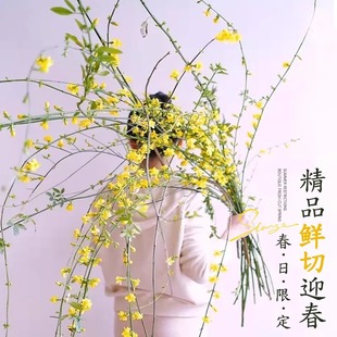 迎春花鲜花水养鲜切真花插花水培植物干枝支室内阳台花卉盆栽绿植