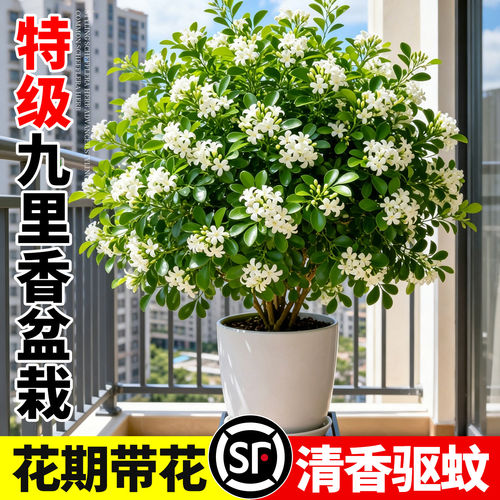 大盆九里香盆栽室内阳台好养带花苞浓香花卉驱蚊四季开花老桩植物