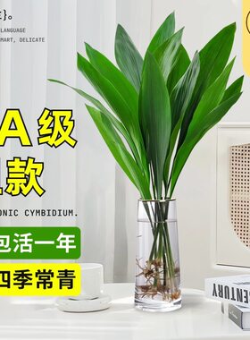 一叶兰客厅四季常青懒人水培