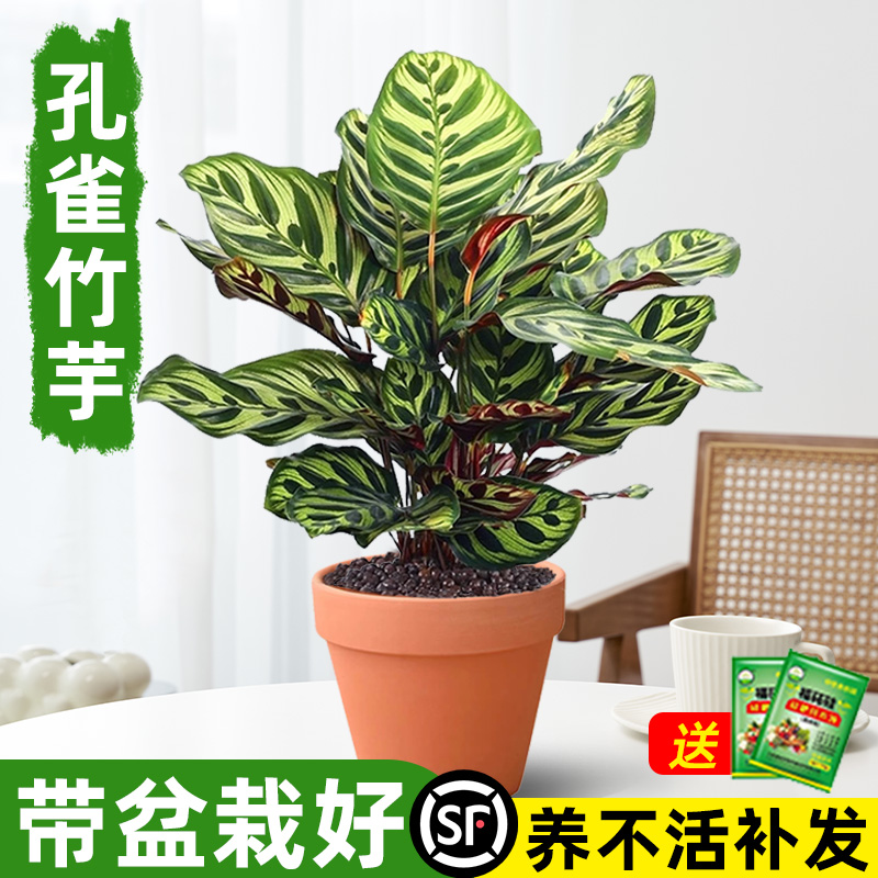 孔雀竹芋盆栽室内耐阴好养