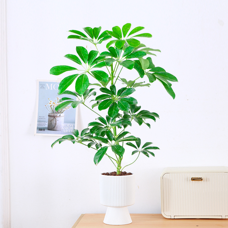 鸭脚木盆栽八方来财植物办公桌面招财美观小盆景四季绿植净化空气