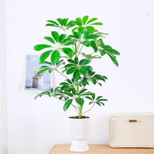 鸭脚木盆栽八方来财植物办公桌面招财美观小盆景四季绿植净化空气