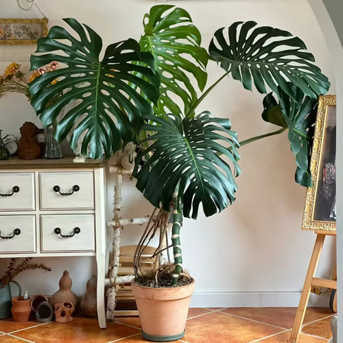 老桩龟背竹盆栽室内客厅大型