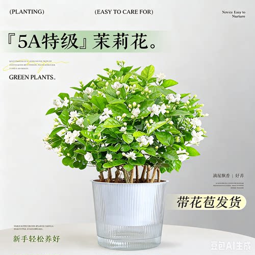 带花苞茉莉花盆栽绿植清新空气浓香阳台室内桌面花卉好养观花植物