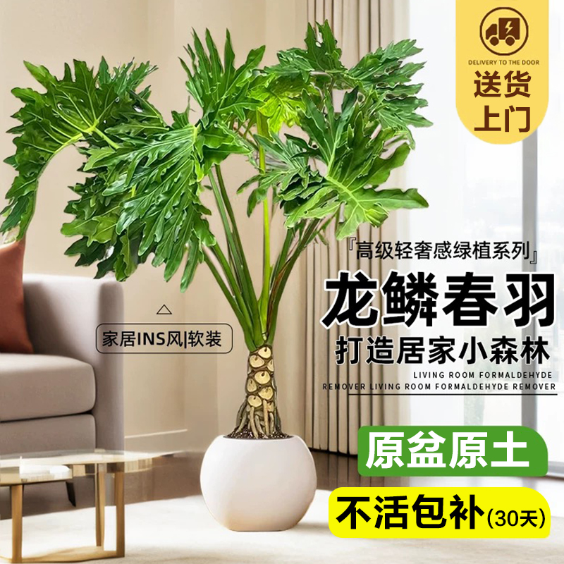 龙鳞春羽老桩盆栽大型绿植