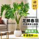 龙鳞春羽老桩盆栽大型绿植办公室内客厅常青落地式 大号净化空气