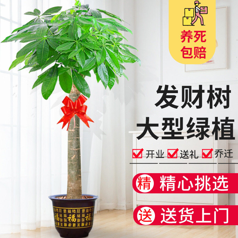 发财树盆栽室内好养大型招财树绿植物客厅办公室乔迁开业花卉盆景使用感如何?