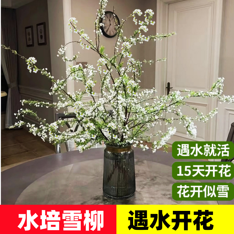 花叶春雪柳水培花卉客厅冬季