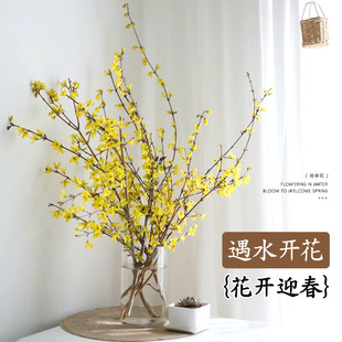 水培植物迎春花鲜花水养鲜切真花插花干枝室内花卉盆栽绿植藤条禄