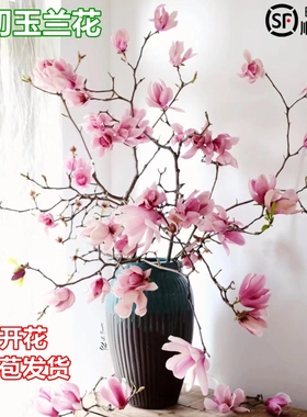 水培花卉白玉兰干枝带花苞鲜花植物室内鲜切好养型雪柳开盆栽