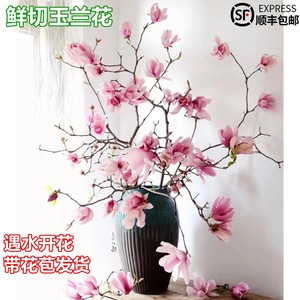 水培花卉白玉兰干枝带花苞鲜花植物室内鲜切好养型雪柳开盆栽