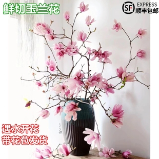 水培花卉白玉兰干枝带花苞鲜花植物室内鲜切好养型雪柳开盆栽