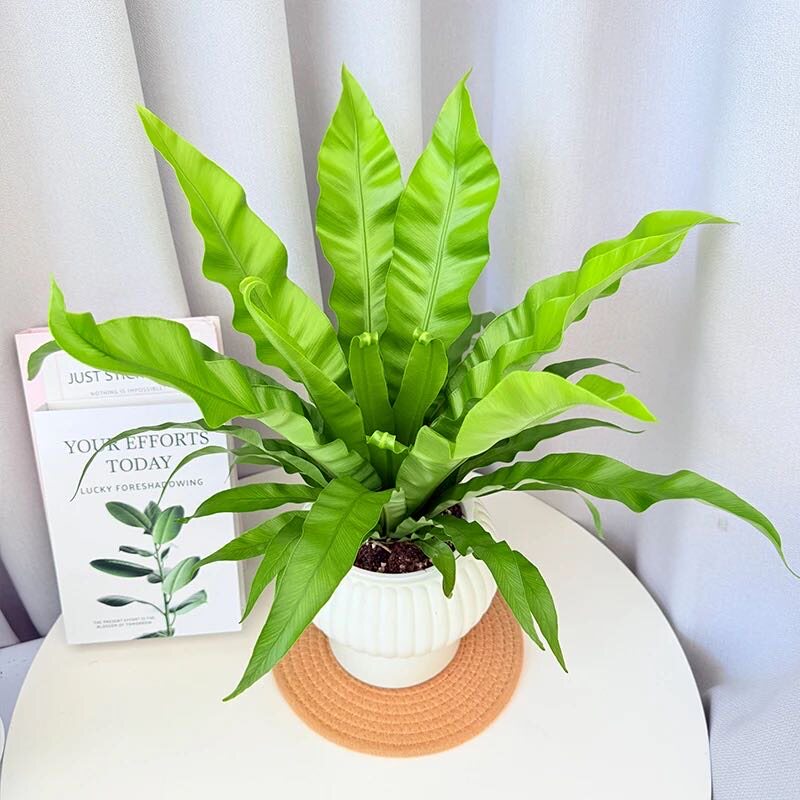 鸟巢蕨客厅绿植室内盆栽植物家里耐阴卫生间卧室工位好养活高级感图片